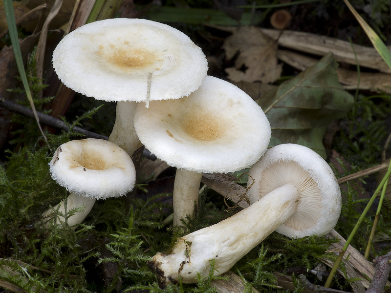 Lactarius scoticus